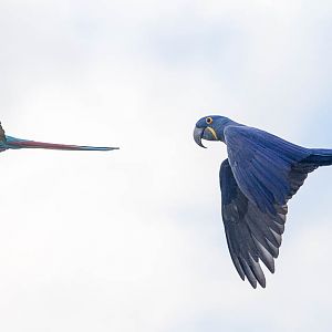 Military macaw; hyacinth macaw : Whipsnade : 27 Sep 2015