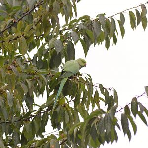 Ring-necked parakeet