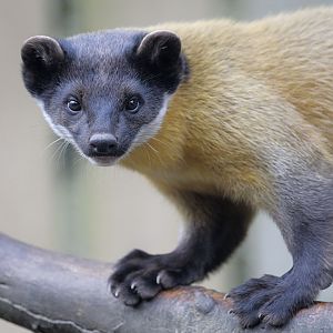 Northern yellow-throated marten