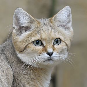 Arabian sand cat