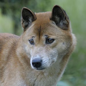 New Guinea singing dog