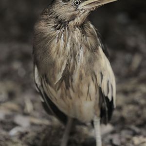 Little bittern