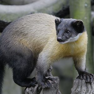 Northern yellow-throated marten