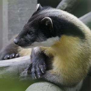 Northern yellow-throated marten