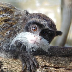 Emperor Tamarin