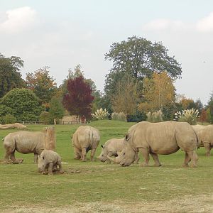 White Rhino Crash
