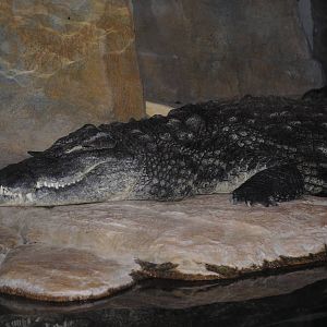 South African Crocodile