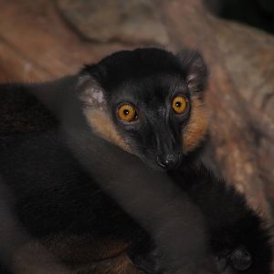 Collared Lemur