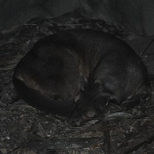 Fossa