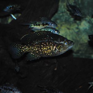 Starry Night Cichlid