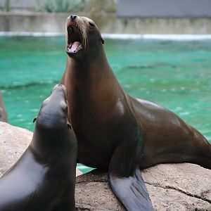 California Sea Lions
