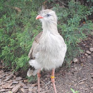 Red-Legged Seriema