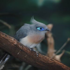 Crested Coua