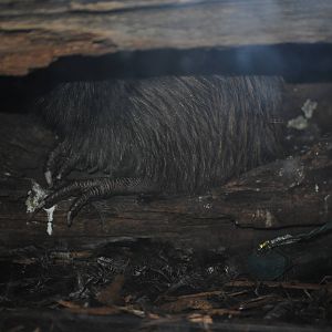 North Island Brown Kiwi