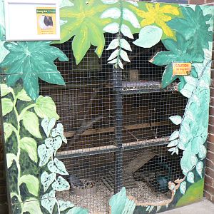 Fancy Rat Enclosure