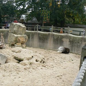 Part Of Meerkat Enclosure