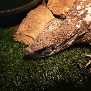 Bosc Monitor