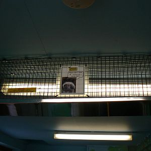 Access Shoot For Tamarins