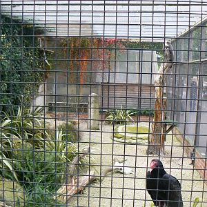 Vulture Aviary