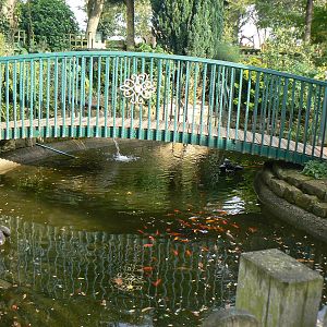 View Of Black Swan and Goldfish Enclosure