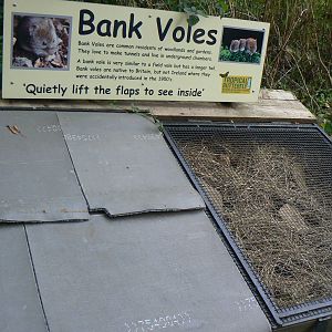 Bank Vole Enclosure