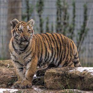 One of Tschunas cubs