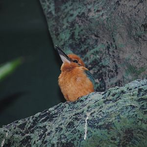 Guam Kingfisher