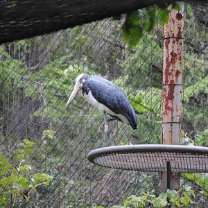 Lesser Adjutant Stork