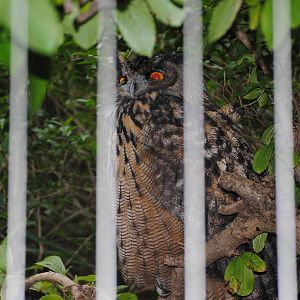Eurasian Eagle-Owl