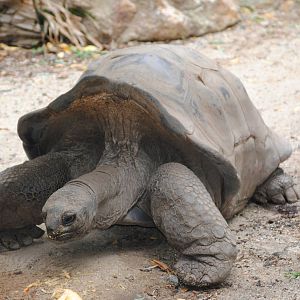 Aldabra Giant Tortoise
