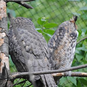 Great Horned Owls