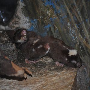 Damara Mole Rat