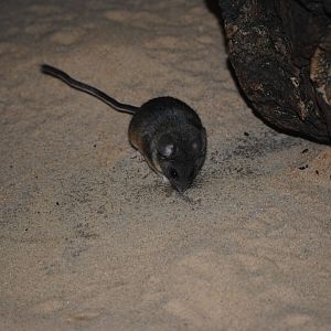 California Mouse