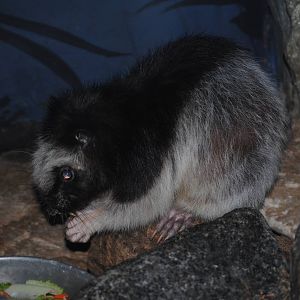 Northern Luzon Giant Cloud Rat