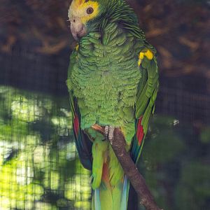 Yellow-shouldered amazon : Linton : 19 Sep 2015