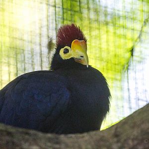 Lady Ross turaco : Linton : 19 Sep 2015