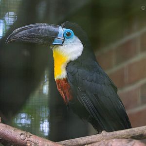 Channel-billed toucan : Linton : 19 Sep 2015