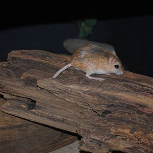 Pallid Gerbil