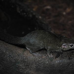 Common Treeshrew
