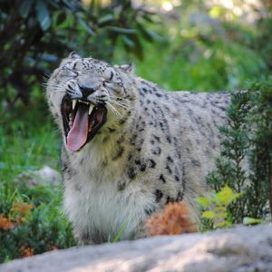 Snow Leopard