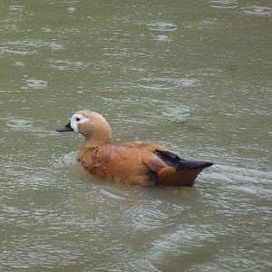 Bioparco di Roma 5.4.15