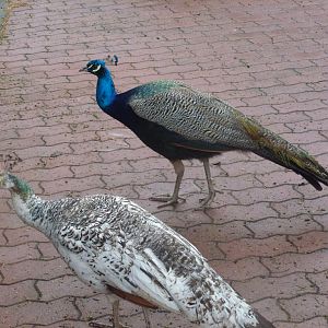 Bioparco di Roma 5.4.15