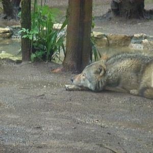 Bioparco di Roma 5.4.15