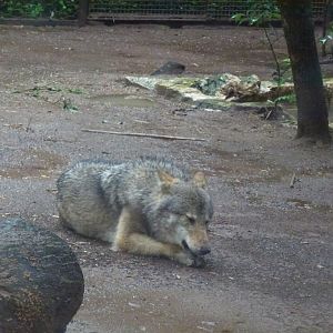 Bioparco di Roma 5.4.15