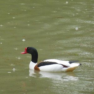 Bioparco di Roma 5.4.15
