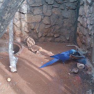 Hyacinth macaw 23.11.13