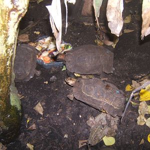 Home`s Hingeback Tortoise