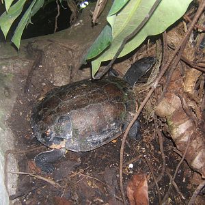 Helmeted Turtle (Pelomedusa subrufa)