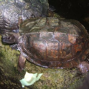 Asian Leaf Turtle (Cyclemys dentata)
