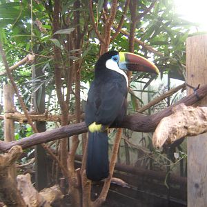 White-throated Toucan